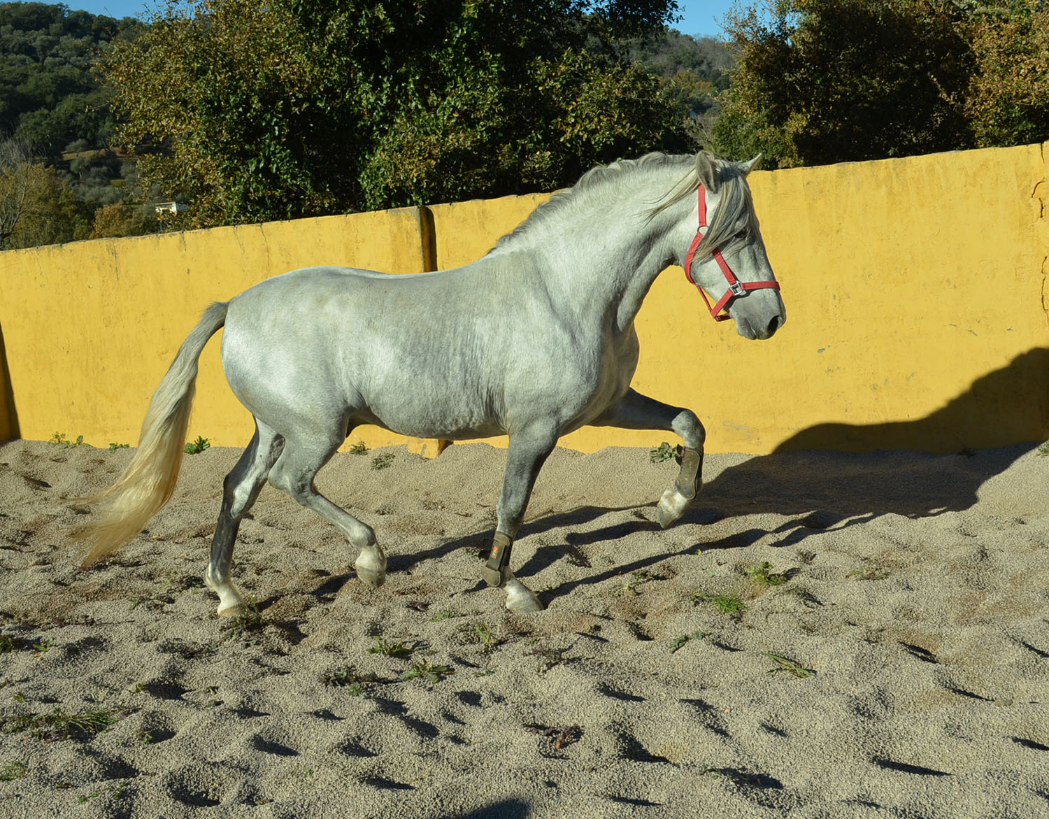 Caballo en Venta